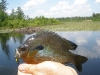 bream-1